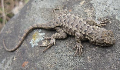 Western Fence Lizard
